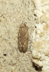 Glyphidocera juniperella