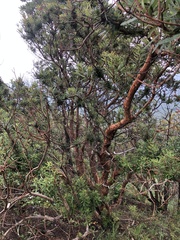 Comarostaphylis glaucescens