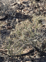 Cylindropuntia molesta