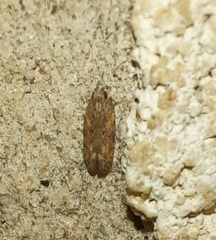 Glyphidocera juniperella