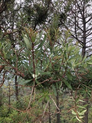 Comarostaphylis glaucescens