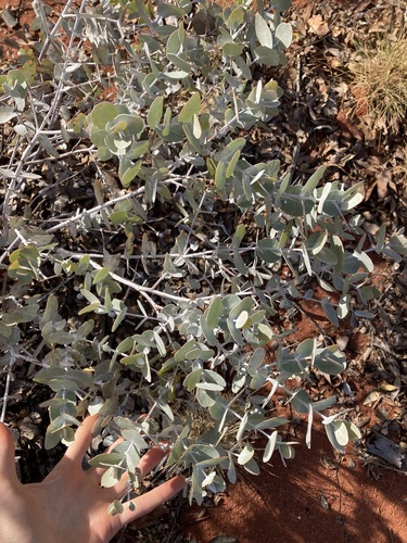 Image of Eucalyptus gongylocarpa by (c) Thomas Mesaglio, some rights reserved (CC BY)