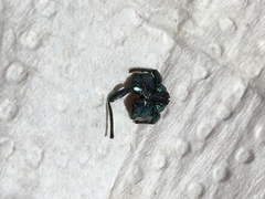 Coleoptera