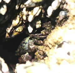 Pachygrapsus crassipes