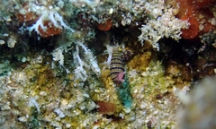 Mastonia cingulifera
