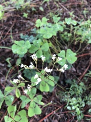 Valeriana officinalis
