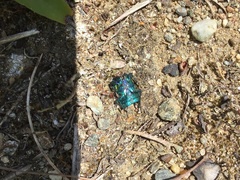 Coleoptera