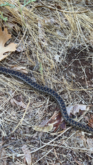 Pituophis catenifer