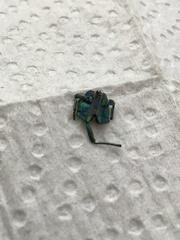 Coleoptera