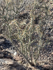 Cylindropuntia molesta
