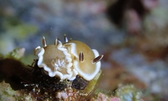 Glossodoris rufomarginata