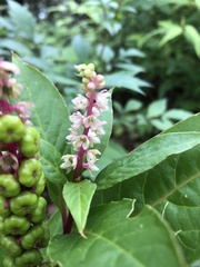 Phytolacca octandra