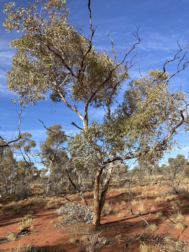 Image of Eucalyptus gongylocarpa by (c) Thomas Mesaglio, some rights reserved (CC BY)