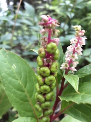 Phytolacca octandra