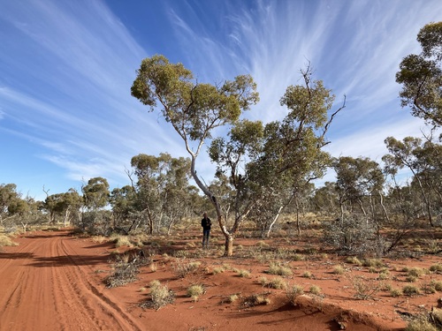 Marble Gum (Eucalyptus gongylocarpa)