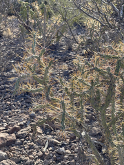 Cylindropuntia molesta