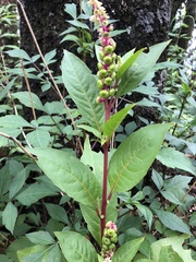Phytolacca octandra