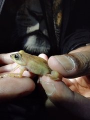 Raorchestes luteolus
