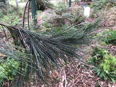 Allocasuarina littoralis