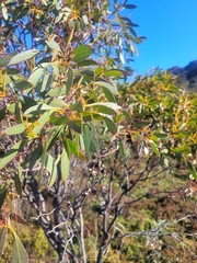 Eucalyptus coccifera