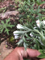 Lithospermum trinervium