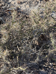 Cylindropuntia molesta