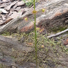 Drosera auriculata