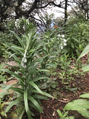 Lithospermum trinervium