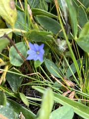 Gentiana prostrata