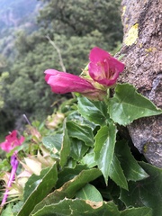 Lophospermum erubescens