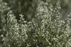 Artemisia tridentata