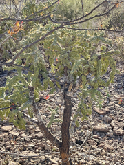 Cylindropuntia cholla