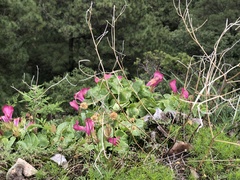 Lophospermum erubescens