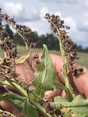 Rumex salicifolius