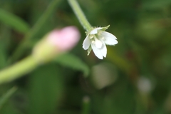 Epilobium coloratum