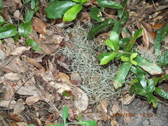 Tillandsia usneoides