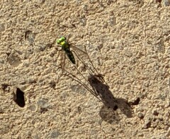 Condylostylus longicornis