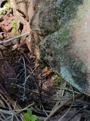 Gryllus