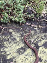 Storeria storerioides