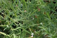 Epilobium coloratum