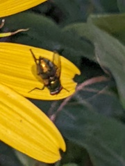 Chrysomya rufifacies