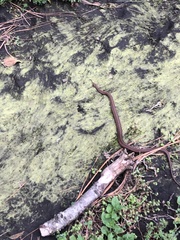 Storeria storerioides