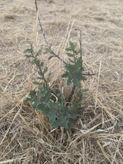 Quercus douglasii