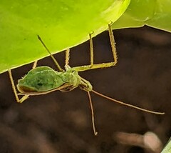 Zelus renardii