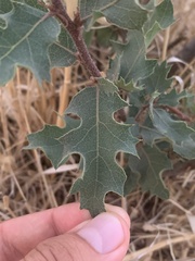 Quercus douglasii