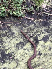 Storeria storerioides