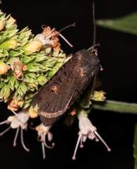 Euxoa velleripennis