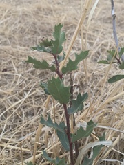 Quercus douglasii