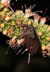 Euxoa velleripennis