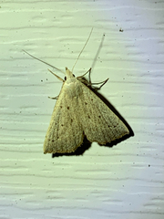 Macrochilo louisiana